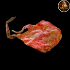 Siddh Billi Ki Jer – Rare Spiritual Ritual Item